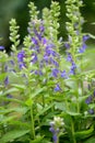 Swamp Lobelia sessilifolia, plants with violet-blue flowers